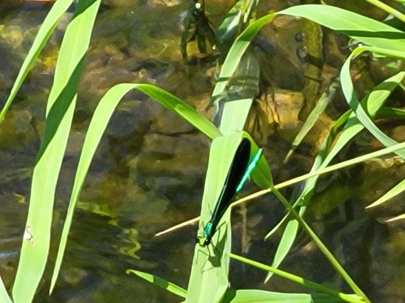 Photo of Ebony Jewelwing