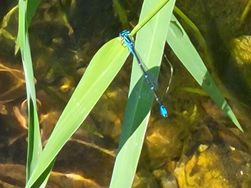 Photo of Stream Bluet