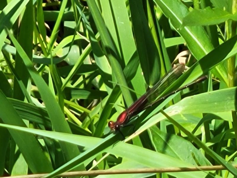 Photo of American Rubyspot