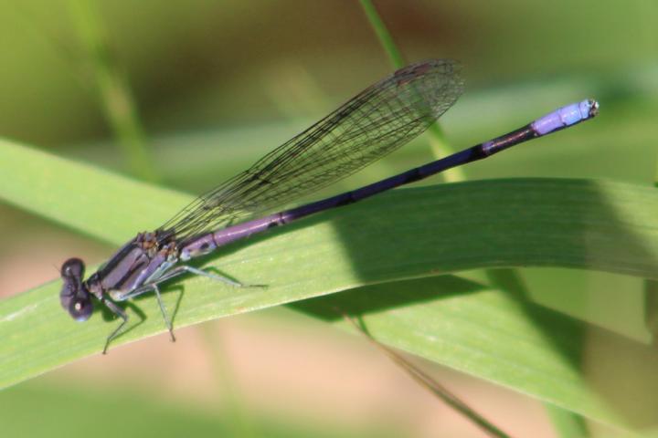 Photo of Variable Dancer (Violet Dancer ssp.)