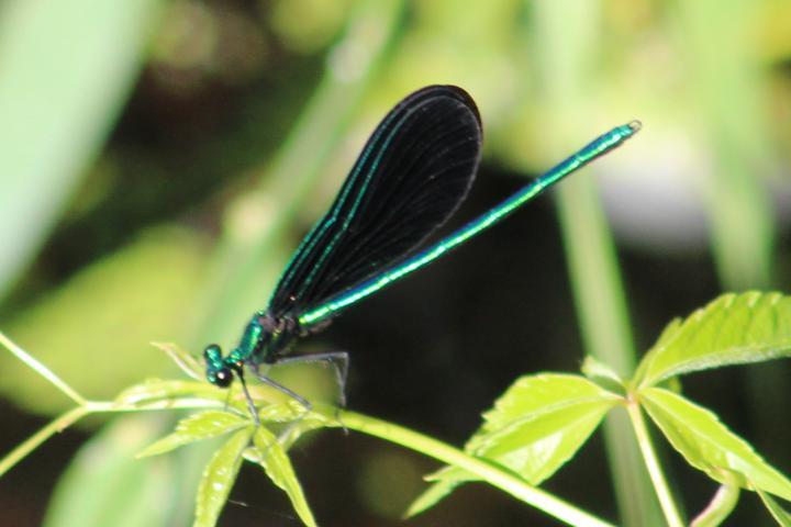 Photo of Ebony Jewelwing