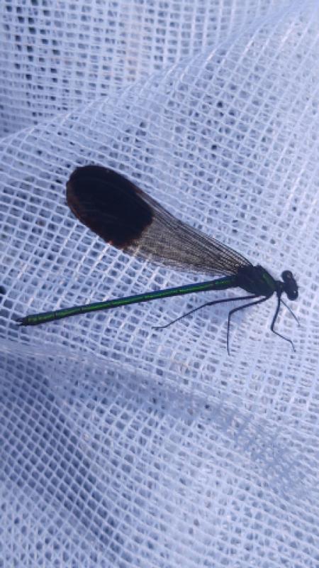 Photo of River Jewelwing