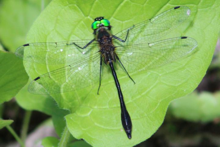 Photo of Racket-tailed Emerald