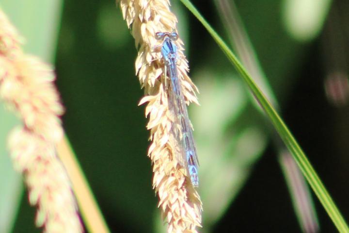 Photo of River Bluet