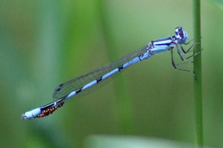 Photo of Boreal Bluet