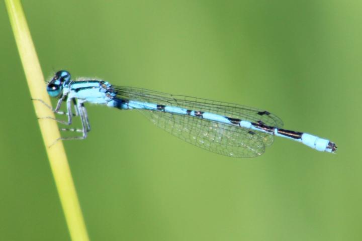 Photo of Hagen's Bluet