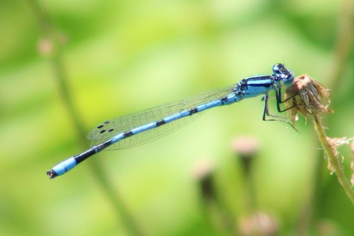 Photo of Marsh Bluet