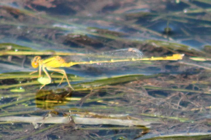 Photo of Orange Bluet