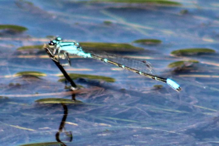 Photo of Skimming Bluet