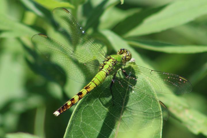 Photo of Eastern Pondhawk