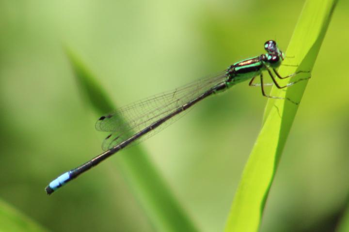 Photo of Eastern Forktail