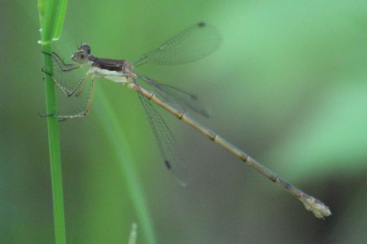 Photo of Elegant Spreadwing