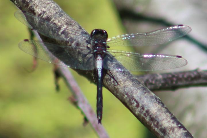 Photo of Belted Whiteface