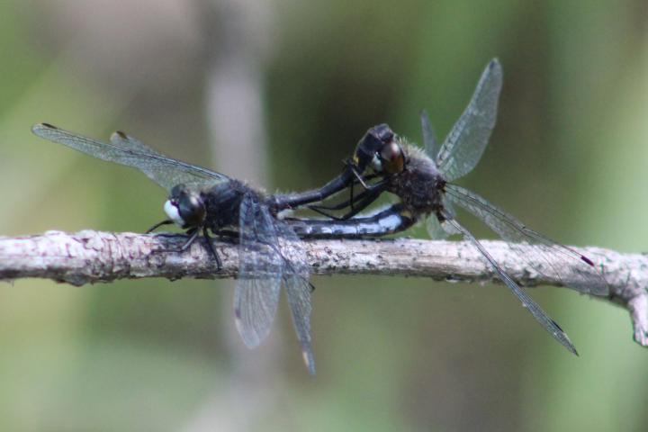 Photo of Dot-tailed Whiteface