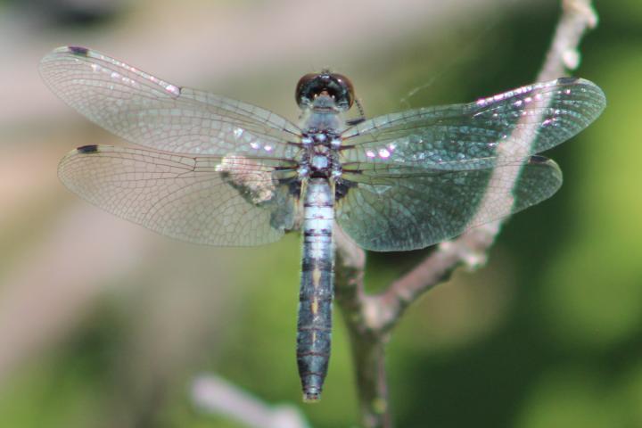 Photo of Frosted Whiteface