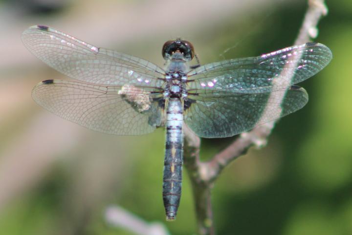 Photo of Frosted Whiteface