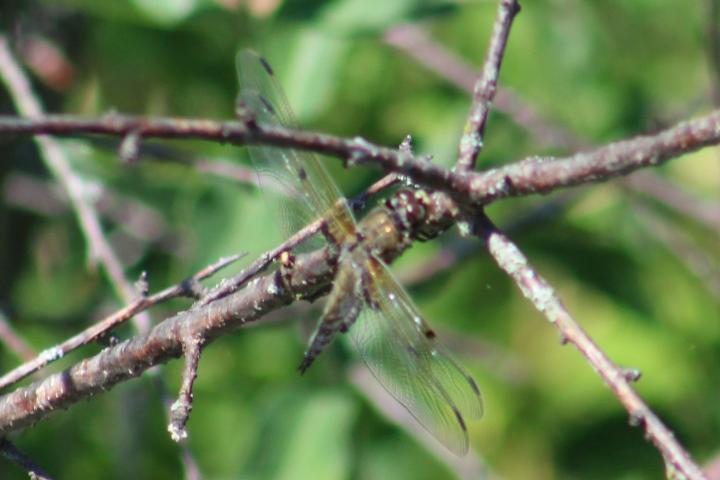 Photo of Four-spotted Skimmer