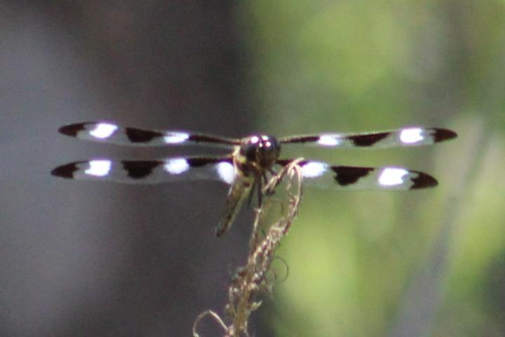 Photo of Twelve-spotted Skimmer