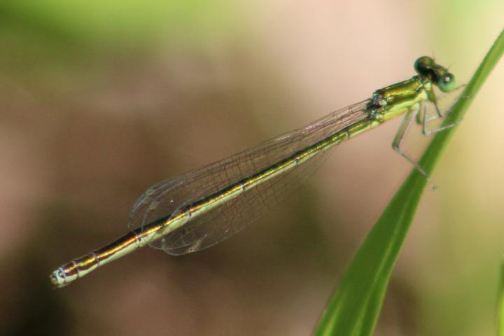 Photo of Sedge Sprite