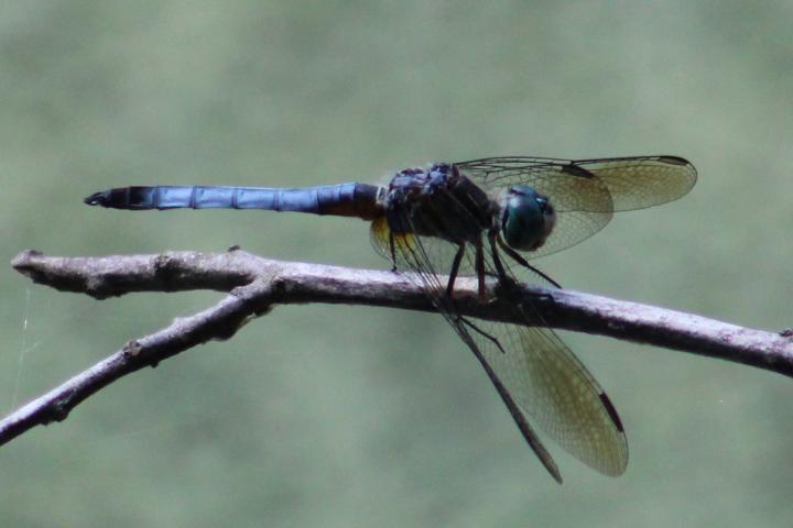 Photo of Blue Dasher