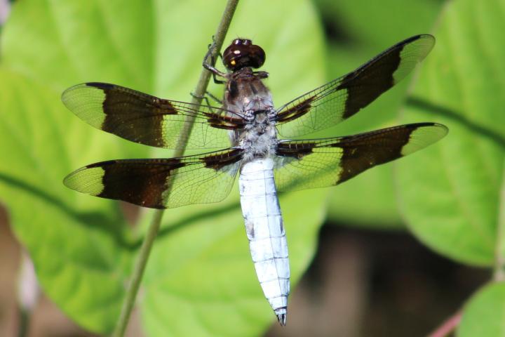 Photo of Common Whitetail