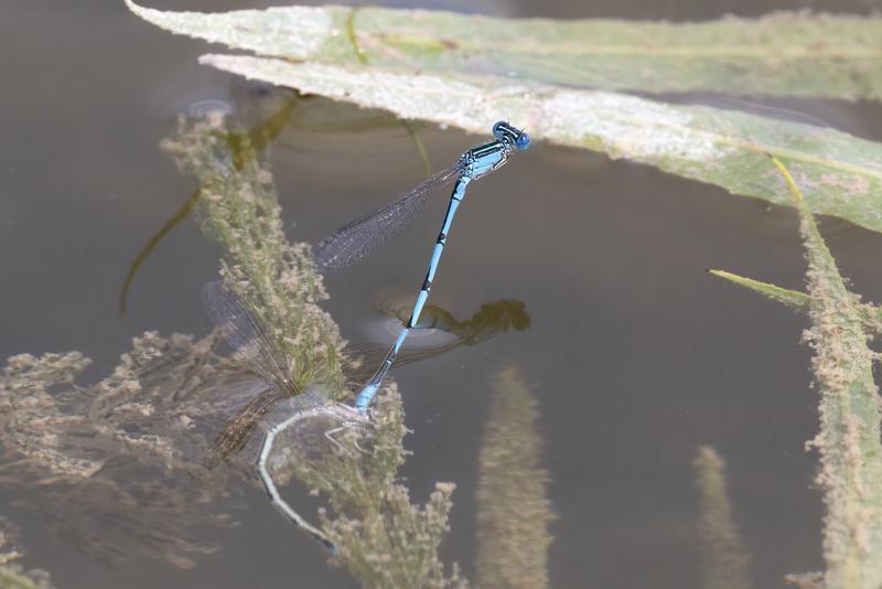 Photo of Double-striped Bluet