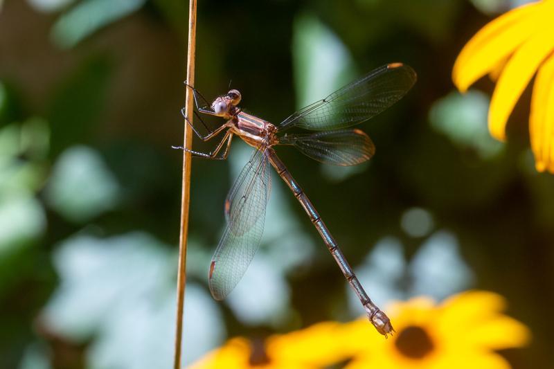 Photo of Great Spreadwing