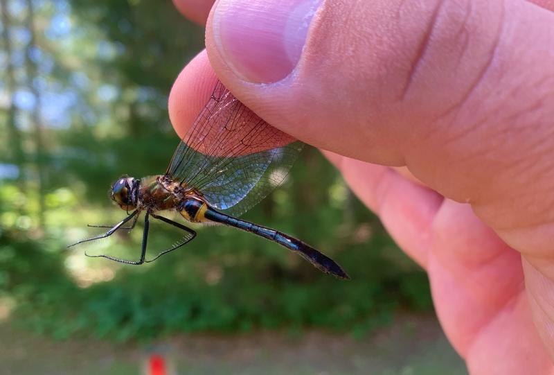 Photo of Racket-tailed Emerald