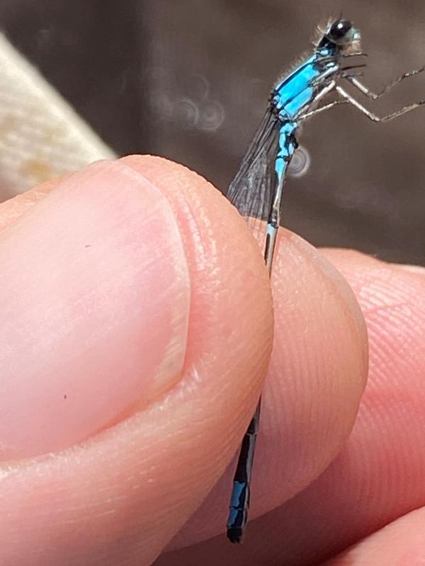Photo of Skimming Bluet