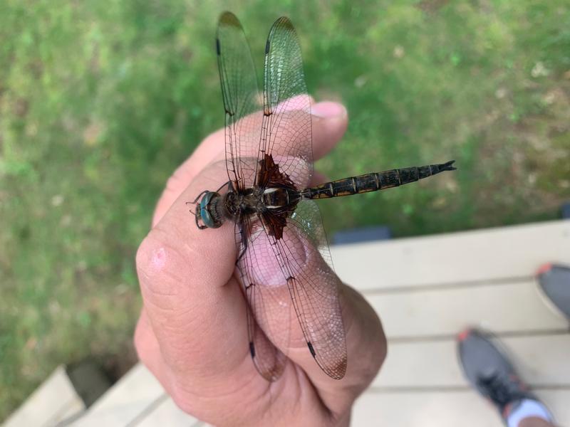 Photo of Prince Baskettail