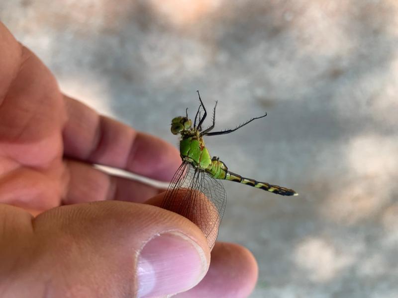 Photo of Eastern Pondhawk