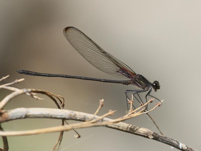 Photo of Smoky Rubyspot