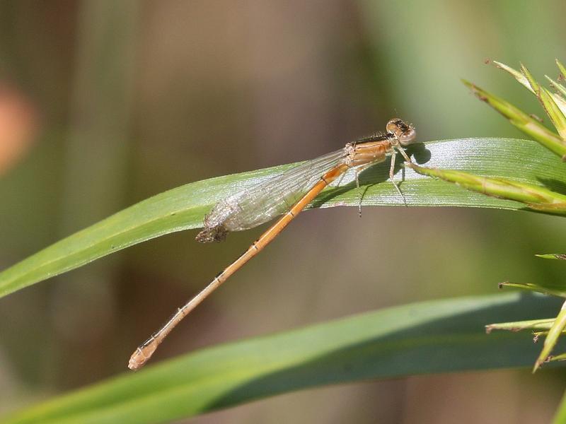 Photo of Citrine Forktail