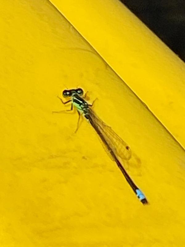 Photo of Eastern Forktail