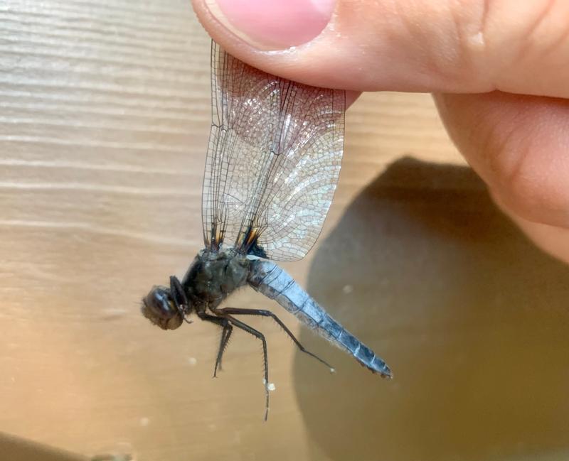 Photo of Chalk-fronted Corporal