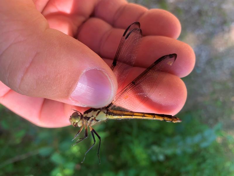 Photo of Slaty Skimmer