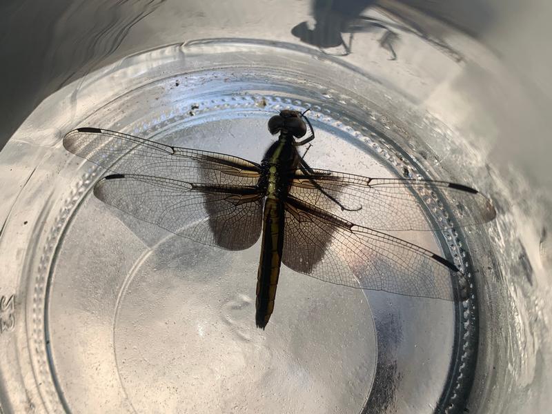 Photo of Widow Skimmer