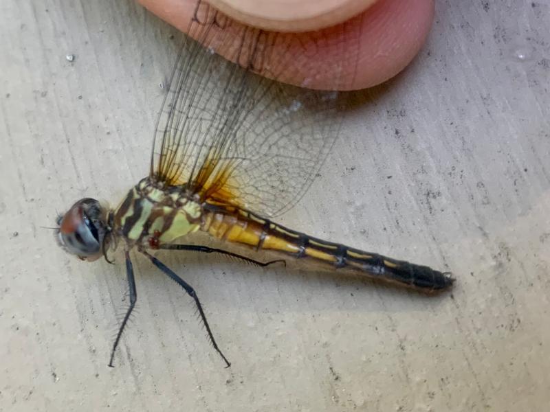 Photo of Blue Dasher