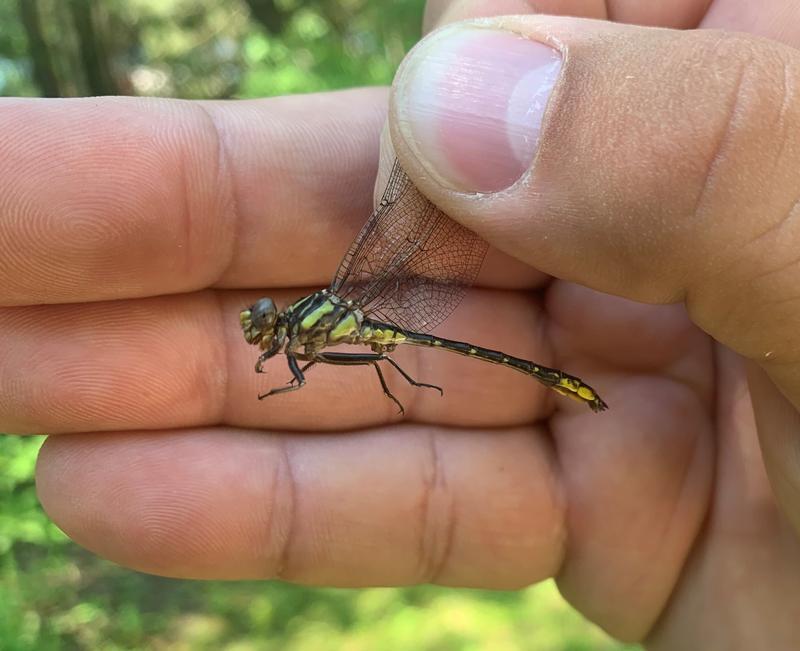 Photo of Rapids Clubtail