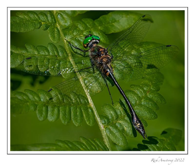 Photo of Racket-tailed Emerald