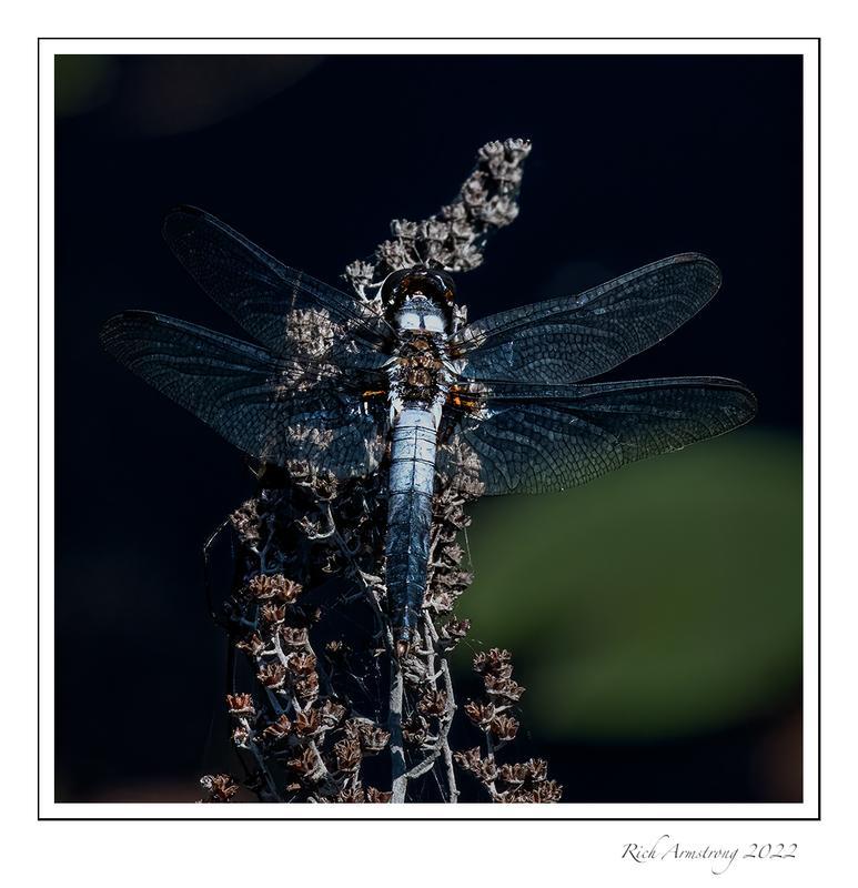 Photo of Chalk-fronted Corporal