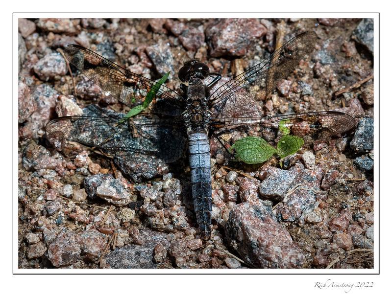 Photo of Chalk-fronted Corporal