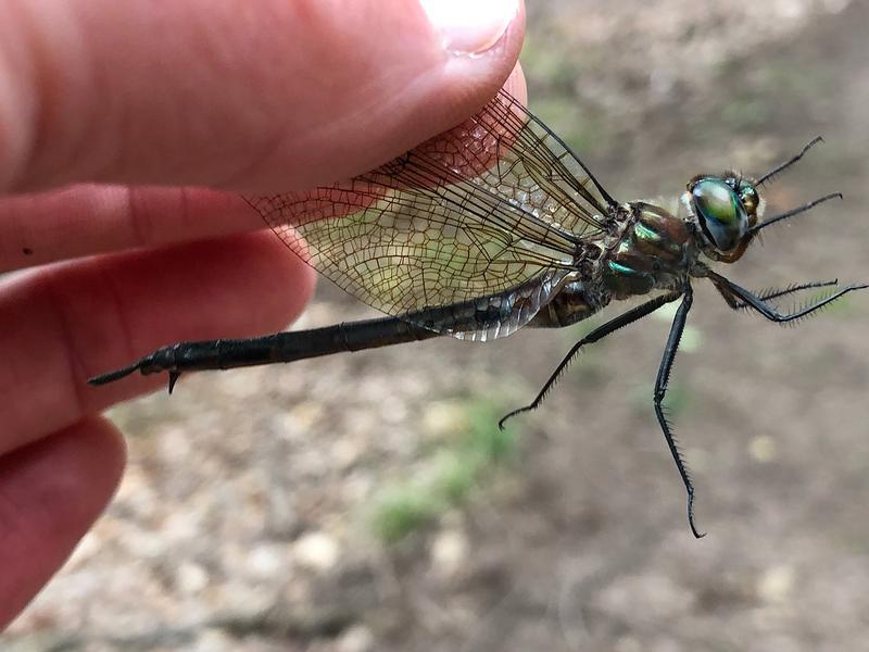 Photo of Williamson's Emerald