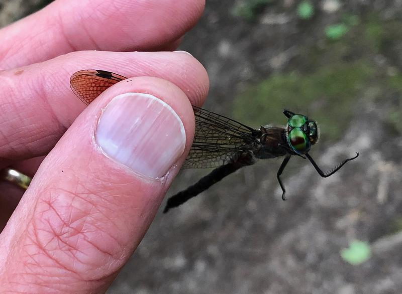 Photo of Williamson's Emerald