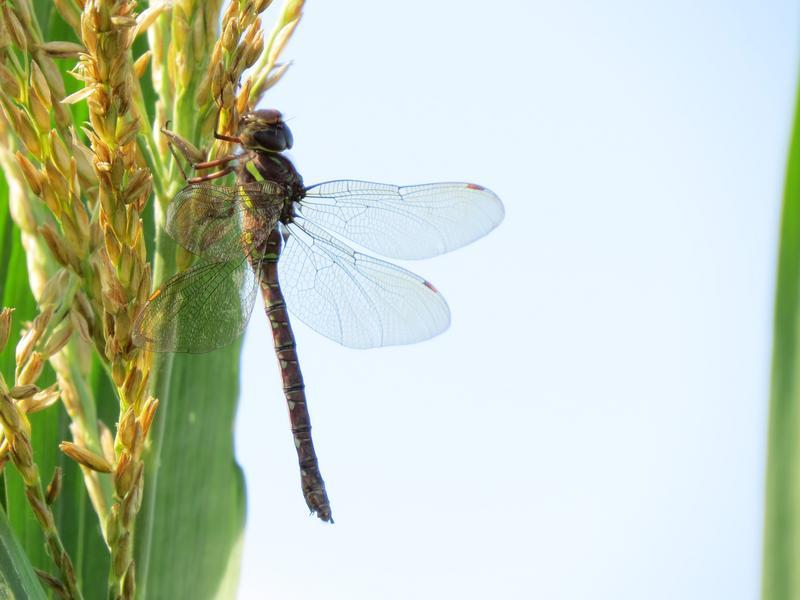 Photo of Shadow Darner