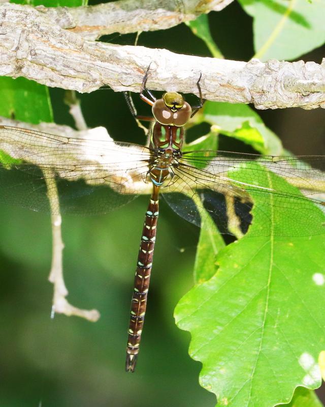 Photo of Shadow Darner