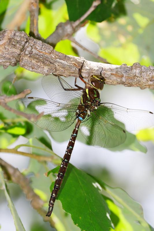 Photo of Shadow Darner