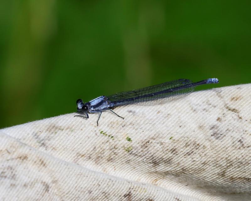 Photo of Powdered Dancer