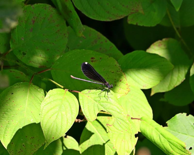 Photo of Ebony Jewelwing