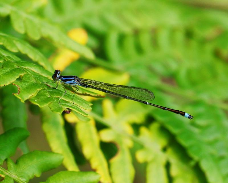 Photo of Orange Bluet